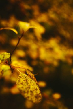 Sonbahar bitkileri kırmızı ve turuncudur, soyut sarı doğal arkaplandırlar. Yumuşak odak ve metin için yer