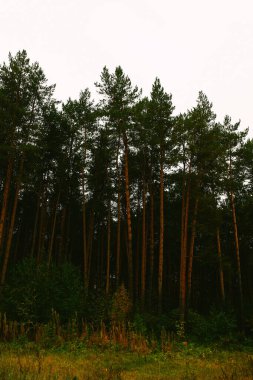 Ağaç gövdesinin dokusu yakın plan, orman yosunları ve ağaçların kalıbı. yumuşak odak arkaplanı