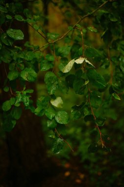 ıslak yeşil yapraklar, koyu yumuşak odak arkaplanı