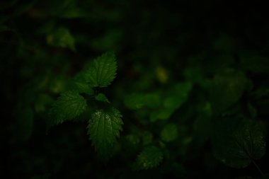 ıslak yeşil yapraklar, koyu yumuşak odak arkaplanı