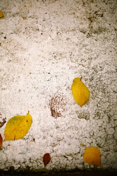 Hösten Xter Och Orange Abstrakt Gul Naturlig Bakgrund Mjukt Mjukt — Stockfoto