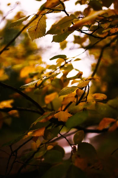 Plantas Outono São Vermelho Laranja Fundo Natural Amarelo Abstrato Foco — Fotografia de Stock