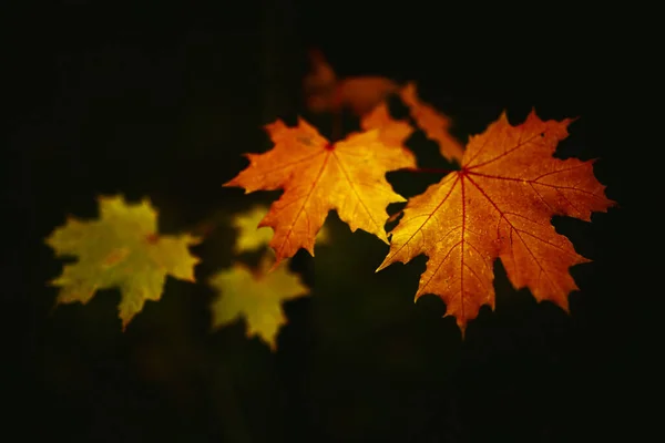 秋天的植物是红色和橙色的 抽象的黄色自然背景 软性对焦和文本位置 — 图库照片