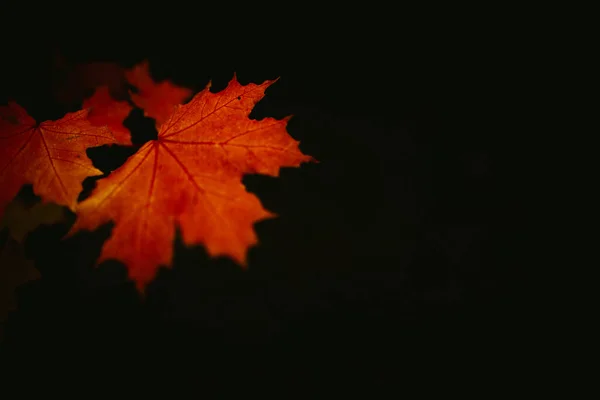 Herbstpflanzen Sind Rot Und Orange Abstrakter Gelber Natürlicher Hintergrund Weicher — Stockfoto