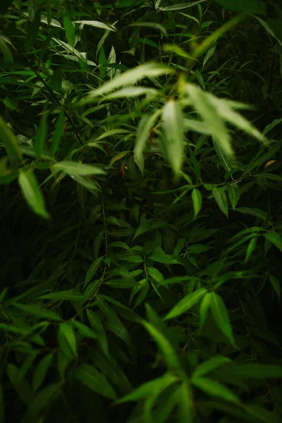 湿った緑の葉ダークソフトフォーカスの背景 — ストック写真