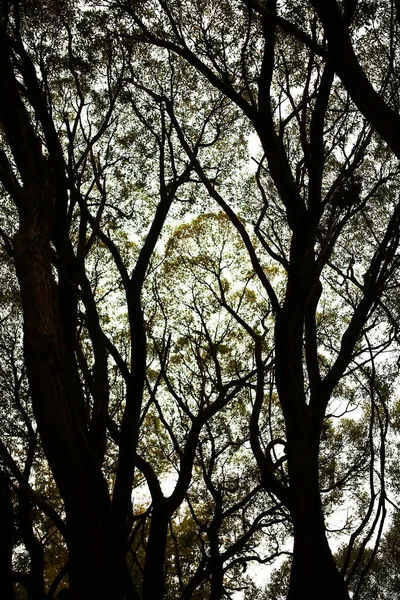 Την Υφή Του Κορμού Του Δέντρου Κοντινά Δασικά Βρύα Και — Φωτογραφία Αρχείου