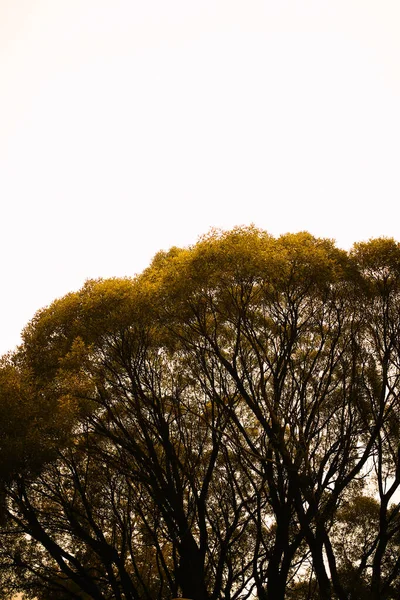 木の幹の質感や森のコケやカビなどです ソフトフォーカスの背景 — ストック写真