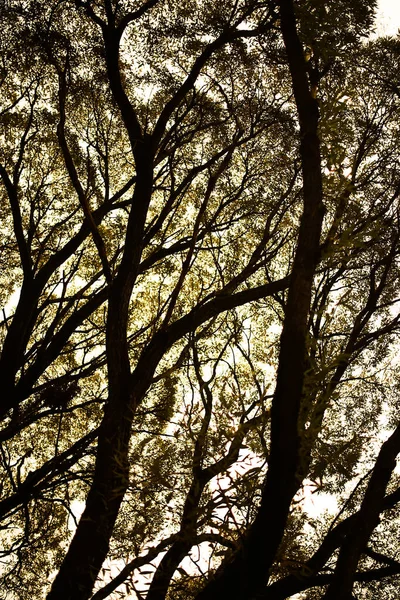 特写中树干的纹理 森林苔藓和树型 软焦点背景 — 图库照片