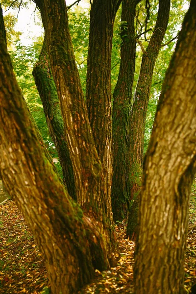 Textura Del Musgo Verde Sobre Árbol Bosque Denso Fondo Enfoque — Foto de Stock