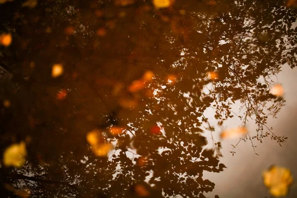 Outono Fundo Abstrato Folhas Molhadas Caídas Uma Poça Chuva Foco — Fotografia de Stock