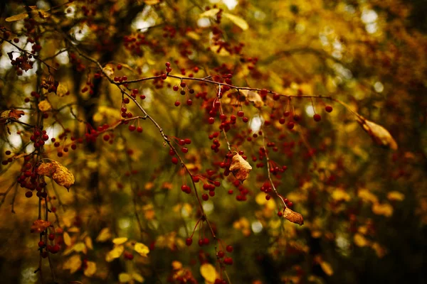 Plantas Outono São Vermelho Laranja Fundo Natural Amarelo Abstrato Foco — Fotografia de Stock