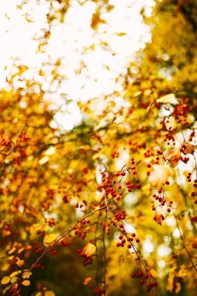 Herbstpflanzen Sind Rot Und Orange Abstrakter Gelber Natürlicher Hintergrund Weicher — Stockfoto