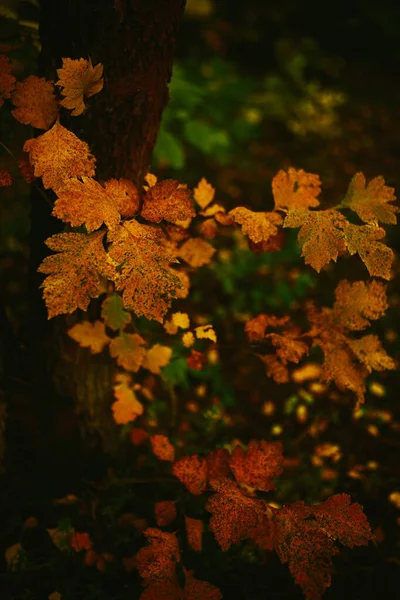 Őszi Növények Piros Narancssárga Elvont Sárga Természetes Háttér Puha Puha — Stock Fotó