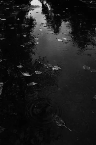 秋天的抽象背景 潮湿落叶在雨中的水坑里 软焦点背景和模糊的艺术 — 图库照片