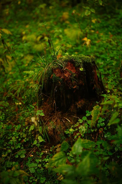 茂密森林中树木上的绿色苔藓的质地 软性聚焦背景和后部漂亮的模糊 — 图库照片