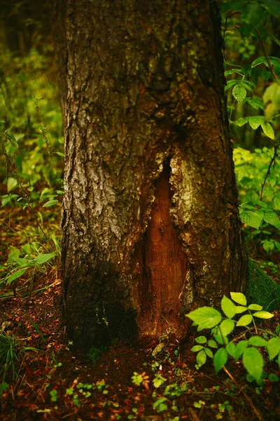 줄기의 구조를 클로즈업하고 이끼와 나무의 곰팡이를 심었습니다 부드러운 — 스톡 사진