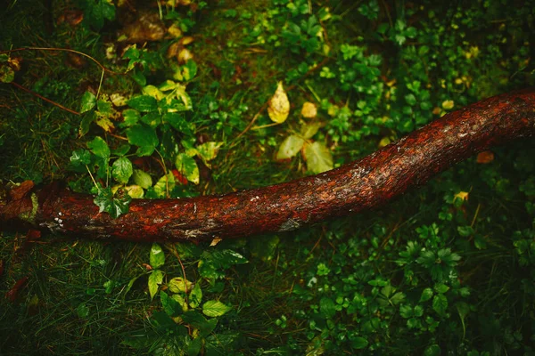 Textuur Van Boomstam Close Bosmos Schimmel Bomen Zachte Focus Achtergrond — Stockfoto