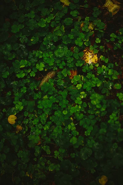 Textura Del Tronco Del Árbol Primer Plano Musgos Del Bosque — Foto de Stock