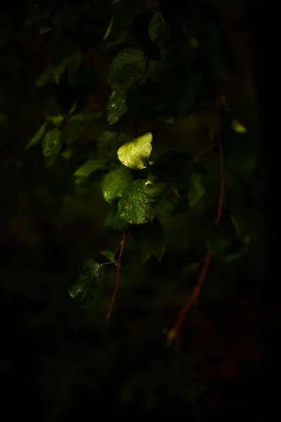 Nasse Grüne Blätter Dunkler Weicher Hintergrund — Stockfoto