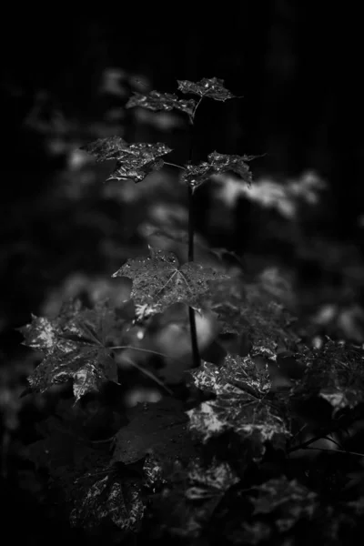 Feuilles Érable Gros Plan Soft Focus — Photo