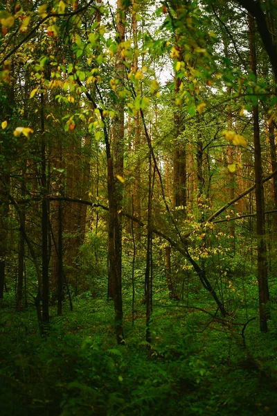 Herfst Landschap Van Natuur Vergeelde Bomen September Het Stadspark — Stockfoto