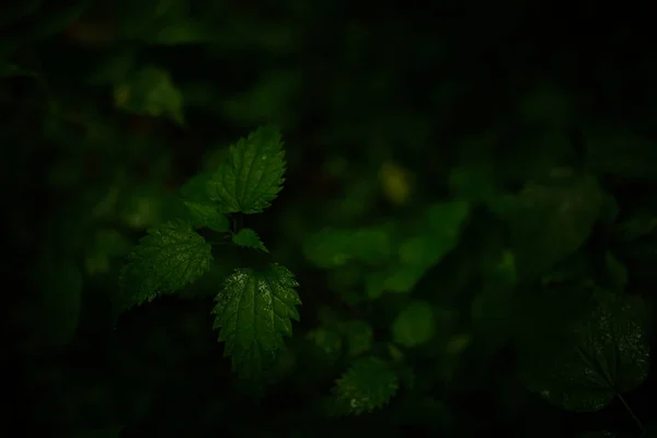 Våta Gröna Blad Mörk Mjuk Fokus Bakgrund — Stockfoto