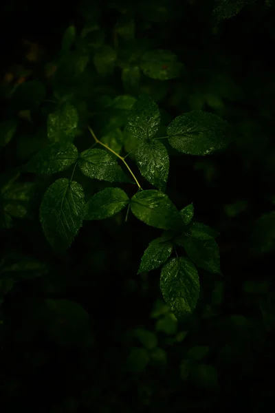 Hojas Verdes Húmedas Fondo Oscuro Enfoque Suave — Foto de Stock