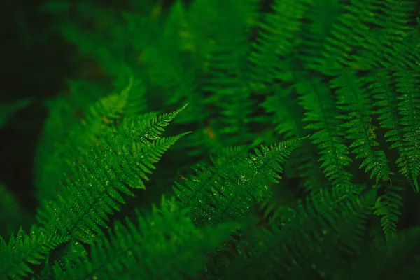 Gröna Ormbunksblad Makro Skytte Och Mjuk Fokus Bakgrund — Stockfoto