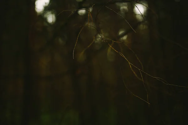 Hojas Verdes Húmedas Fondo Oscuro Enfoque Suave — Foto de Stock