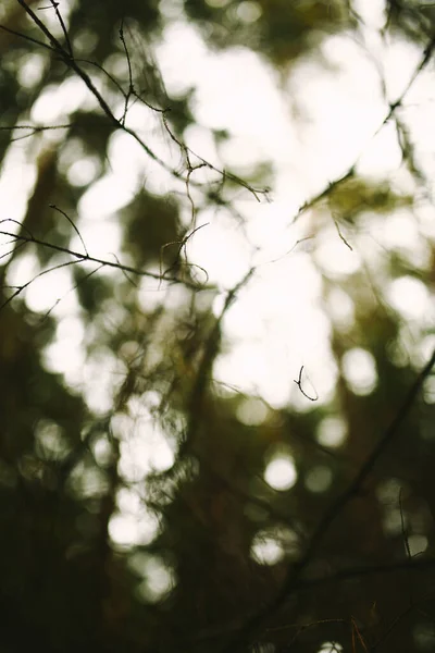 Folhas Verdes Molhadas Fundo Foco Suave Escuro — Fotografia de Stock