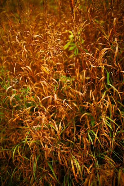 Colourful Yellow Orange Green Red Autumn Fall Leaves Tree Branches — Stock Photo, Image