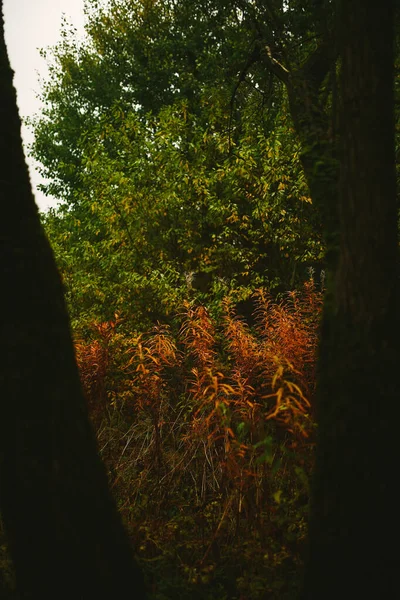 Kleurrijke Gele Oranje Groene Rode Herfstbladeren Vallen Boomtakken Seizoensgebonden Outdoor — Stockfoto