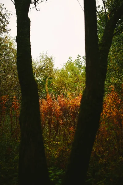 Colourful Yellow Orange Green Red Autumn Fall Leaves Tree Branches — Stock Photo, Image