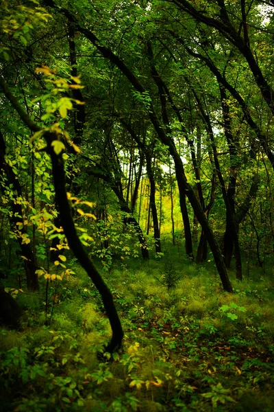 Textura Del Musgo Verde Sobre Árbol Bosque Denso Fondo Enfoque — Foto de Stock
