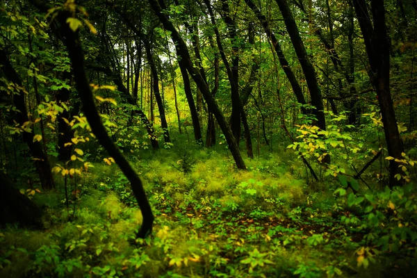 鬱蒼とした森の木の緑の苔の質感 ソフトフォーカスの背景と後ろの美しいぼかし — ストック写真