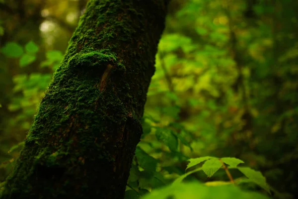 Texturen Grön Mossa Ett Träd Tät Skog Mjuk Fokus Bakgrund — Stockfoto