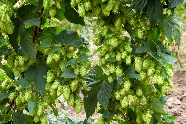 Hopfendolden, Rohstoff für die Bierproduktion — Stockfoto