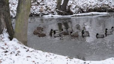 ördekler kışın Nehri üzerinde