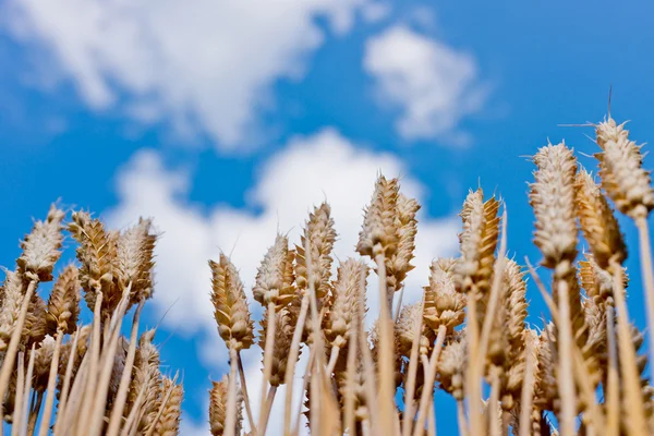 Detalj av vete fält — Stockfoto