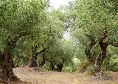 Eski zeytin ağaçları Zakynthos Island, Yunanistan