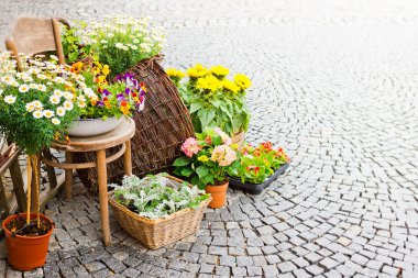Çiçekçilik'ın önünde sarı çiçek
