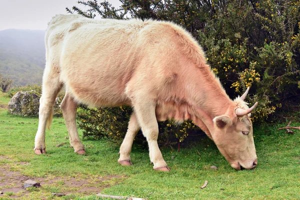 A vaca está a pastar na ilha da Madeira, Portugal — Fotografia de Stock