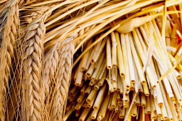 Conos de lúpulo en el campo —  Fotos de Stock