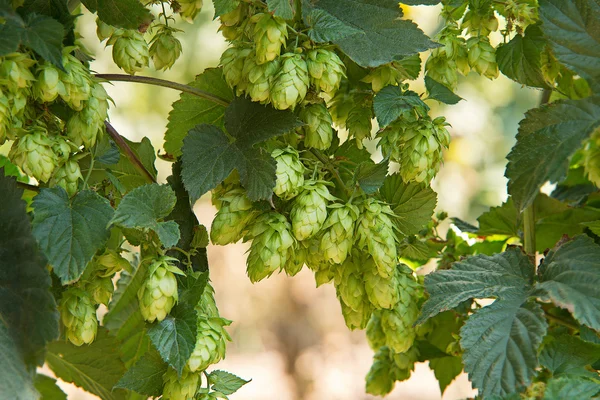 Hop cones in the hop field — Stock Photo, Image