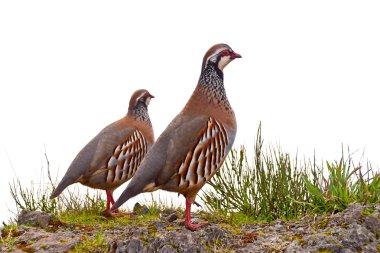 Red-legged Partridge in Madeira in the springtime clipart