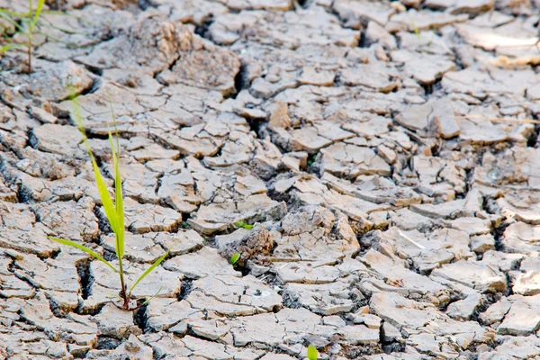 Detail of dry soil — Stock Photo, Image