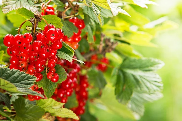 Dettaglio della corrente rossa in giardino — Foto Stock