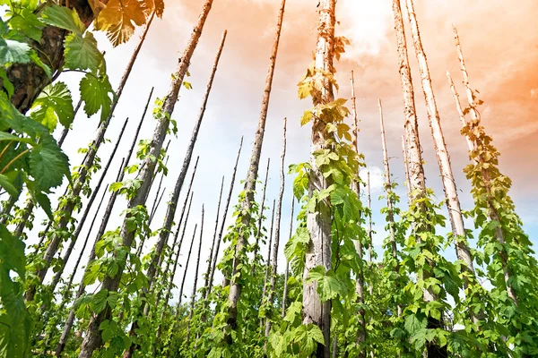 Traditionelles Hopfenfeld mit Hopfenstange bei Sonnenuntergang — Stockfoto