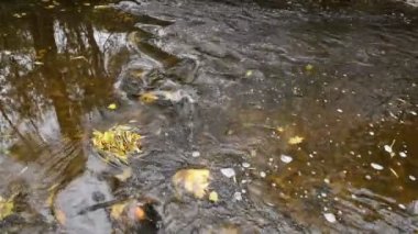 Creek Güz ağaçlarının görüntüsü ile