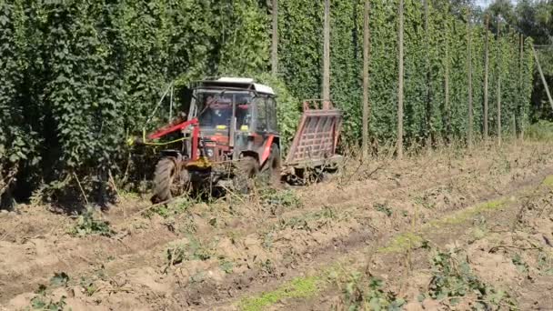 Hop harvest in Mradice Village near Town of Zatec in Czech Republic — Stock Video